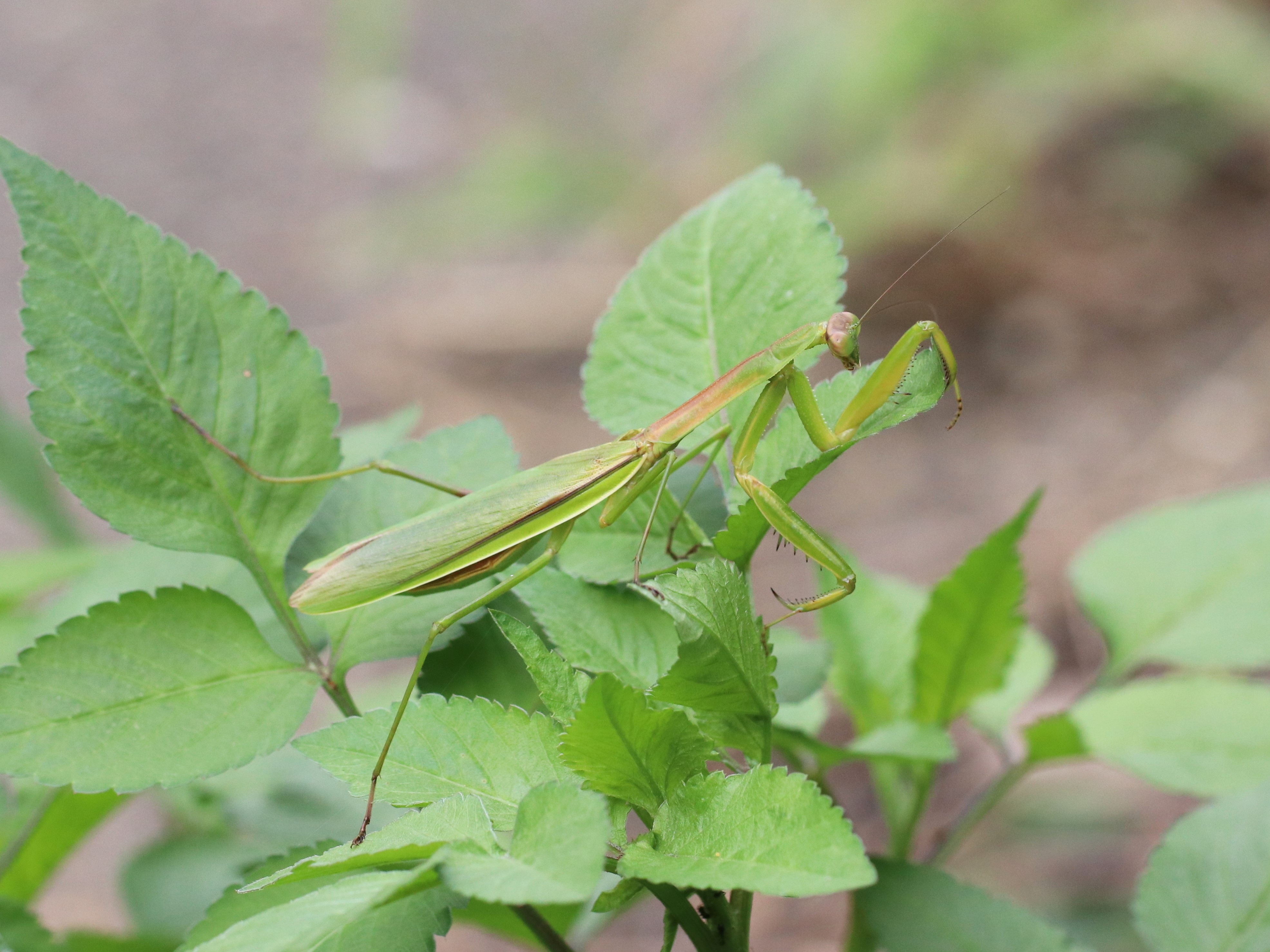 photo_1
